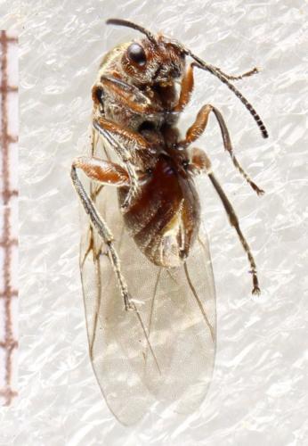Andricus quercuscalicis